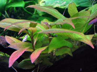 Hygrophila corymbosa 'Compact' - Mini Kirschblatt "compact"